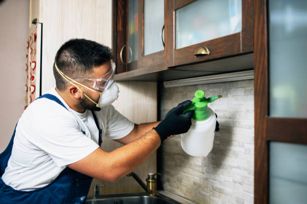 Best Ant Control Services  in Cleburne, TX