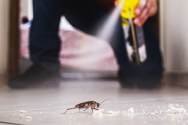 Best Flea Control Services  in Cleburne, TX